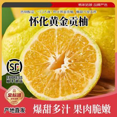 杨家姑娘 湖南怀化黄金贡柚 4.5斤 尝鲜小果60-70mm【顺丰/JD】