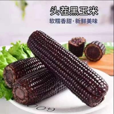 2025年头茬大棒黑糯玉米 软糯香甜黑糯玉米大棒8根 240-280g/根
