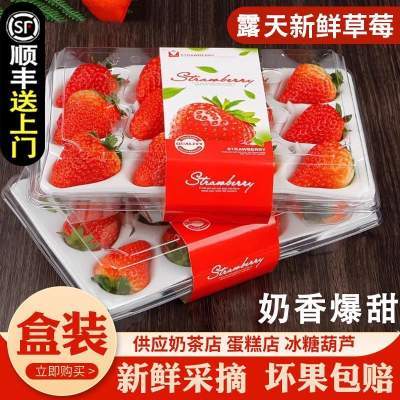 千园九味 大凉山奶油草莓红颜9 【顺丰到家】彩箱送礼奶油草莓2盒特大果