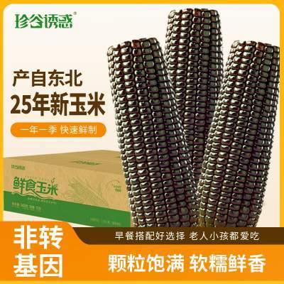 【旗舰店】珍谷诱惑 25年甜糯玉米 黑糯12支【单支180g以上】