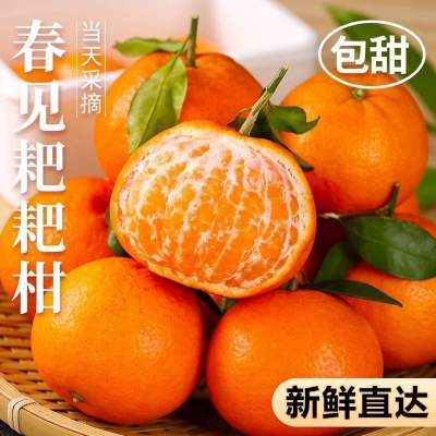 FN四川眉山正宗春见耙耙柑甜蜜多汁现采直发儿童孕妇时令水果桔子
